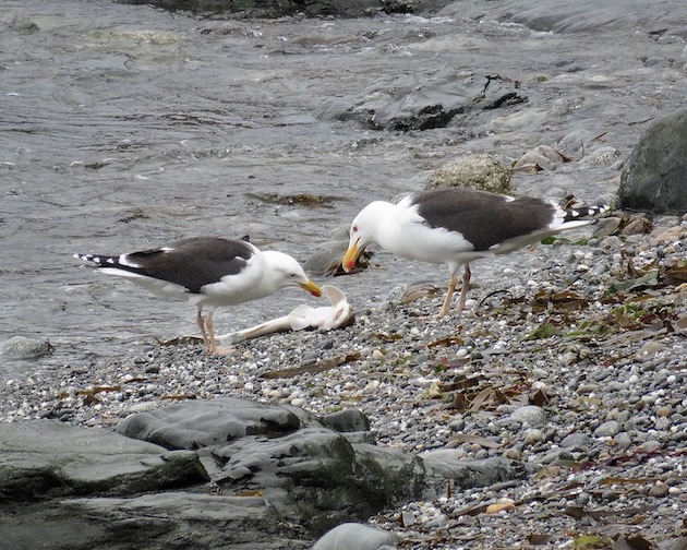 lesser black-backed gull